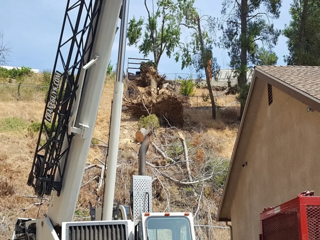 tree removal spring valley lake ca - Tip Top Arborists