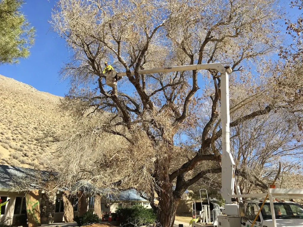tree service Tehachapi crew trimming large tree in Tehachapi Valley yard