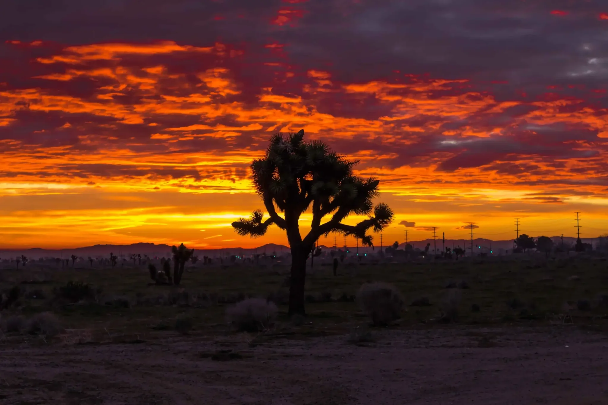 tree service in lancaster ca 2048x1366 1 - Tip Top Arborists