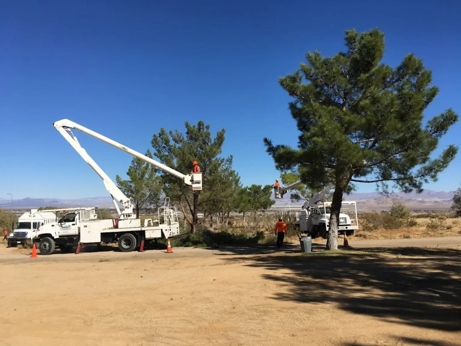 Tree pruning Antelope Valley CA arborist crew performing controlled trimming near a pool and gazebo with safety rigging