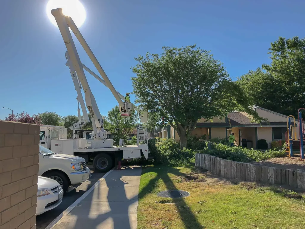 Emergency tree service Antelope Valley crew removing a large storm-damaged mulberry with stump grinding and full cleanup.