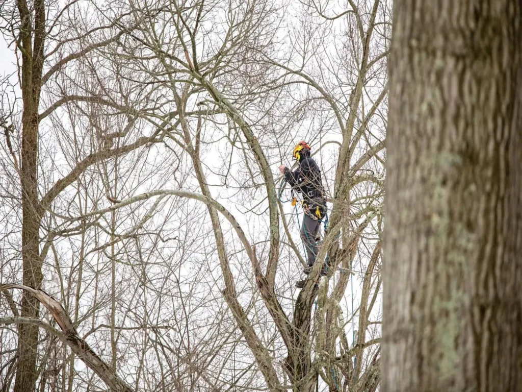 tree trimming leona valley ca 2 - Tip Top Arborists