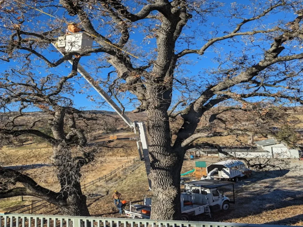 tree trimming newhall ca 2 - Tip Top Arborists