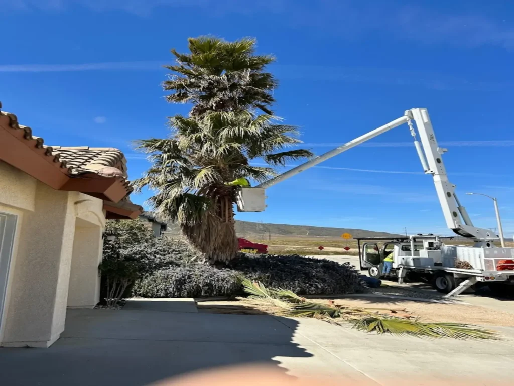 tree trimming palmdale ca - Tip Top Arborists