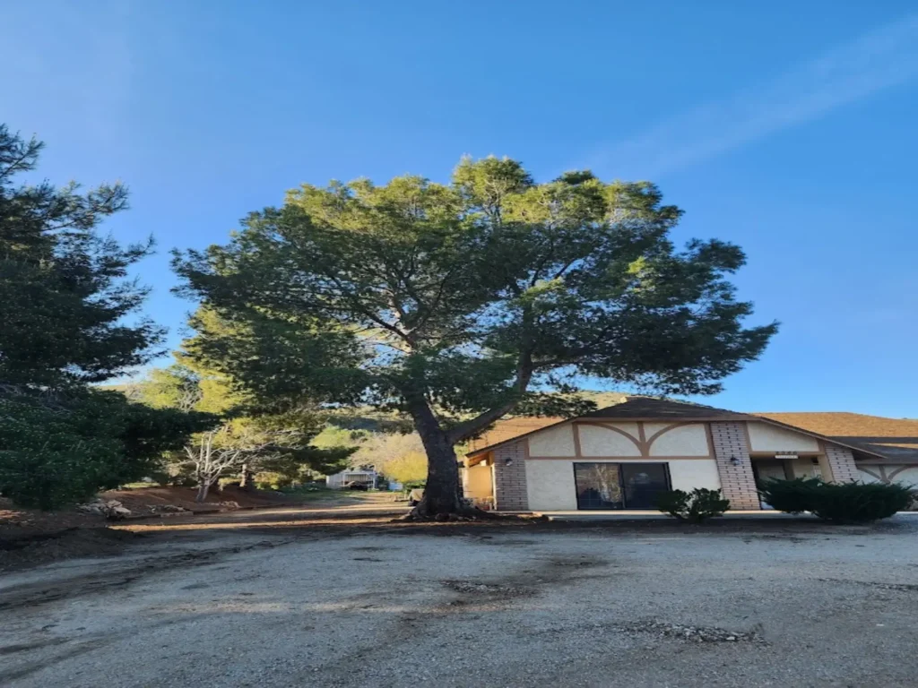 tree trimming rosamond ca - Tip Top Arborists
