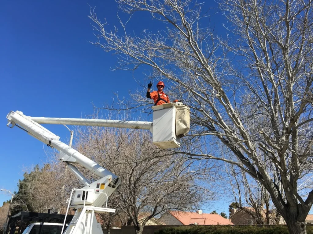 ISA certified arborist explaining why tree topping damages tree structure