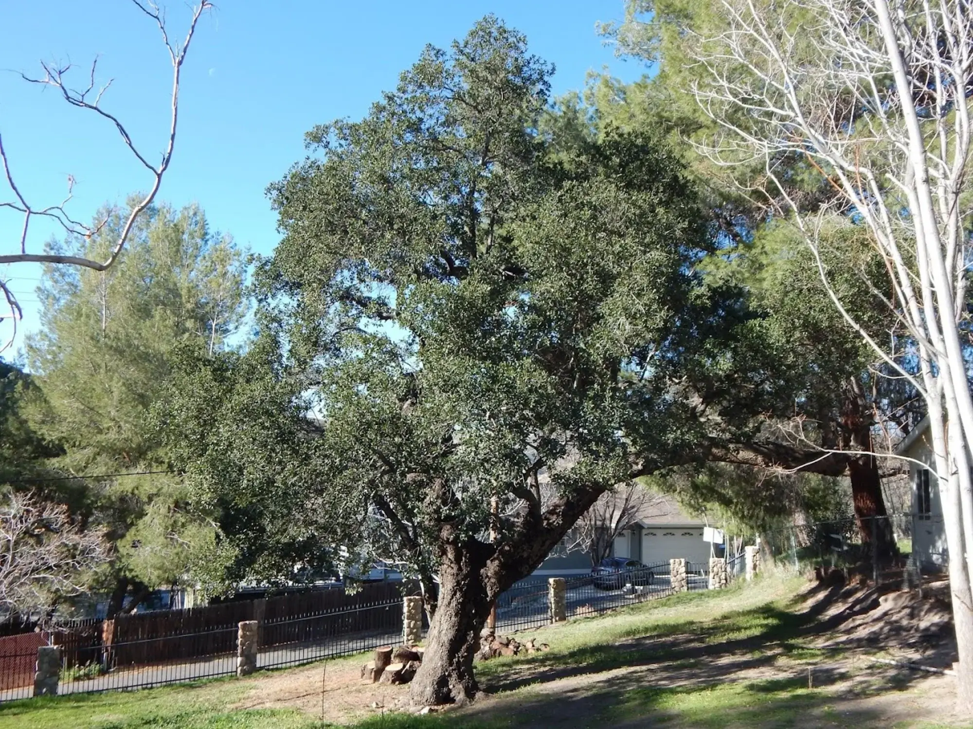 tree trimming Antelope Valley CA by friendly arborist crew with clean yard
