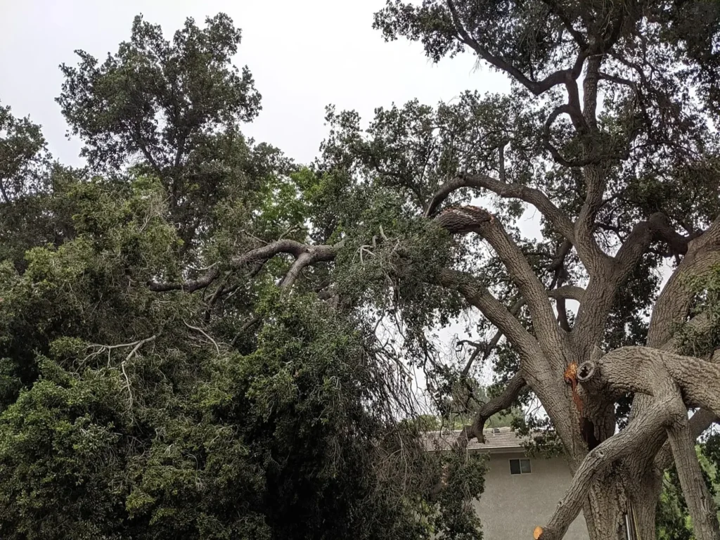 tree service Mojave CA crew removing a large desert tree safely