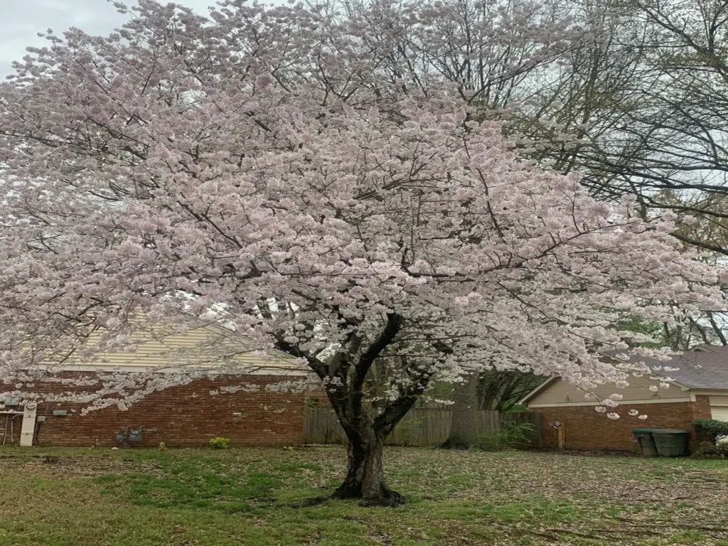 Tree thinning Antelope Valley CA on five residential trees before cleanup