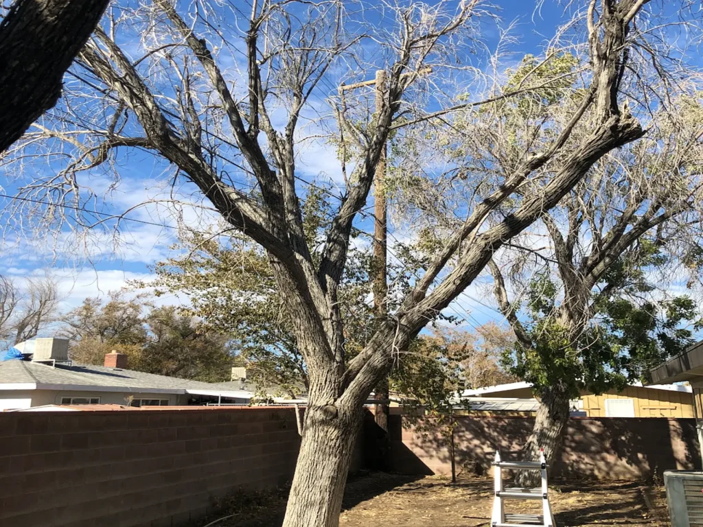 Tree removal Lancaster CA crew cutting large tree in sections near a home