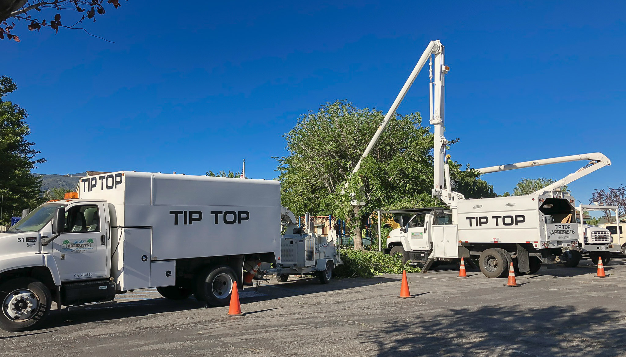 IMG 0331 - Tip Top Arborists