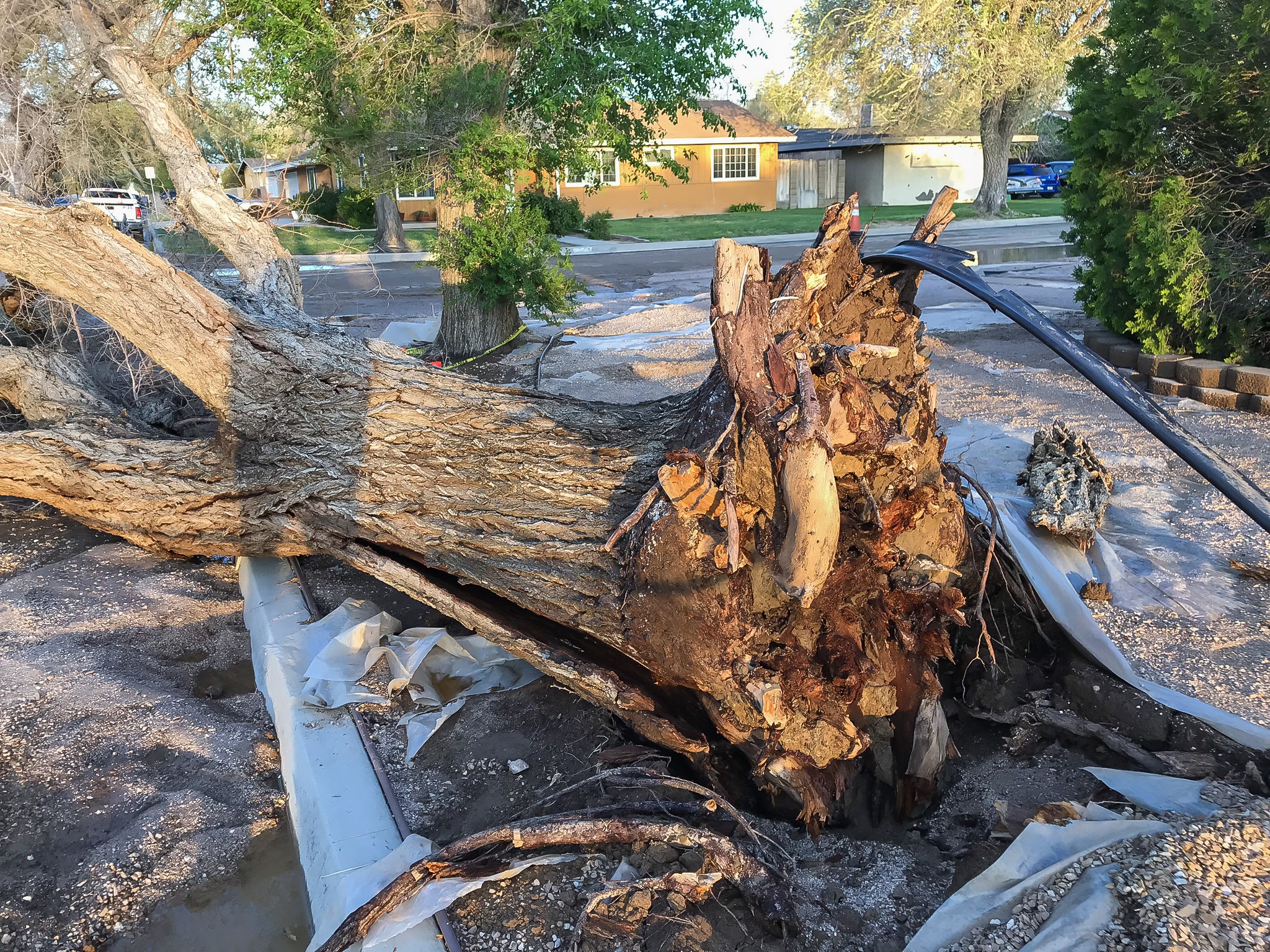 IMG 3126 - Tip Top Arborists