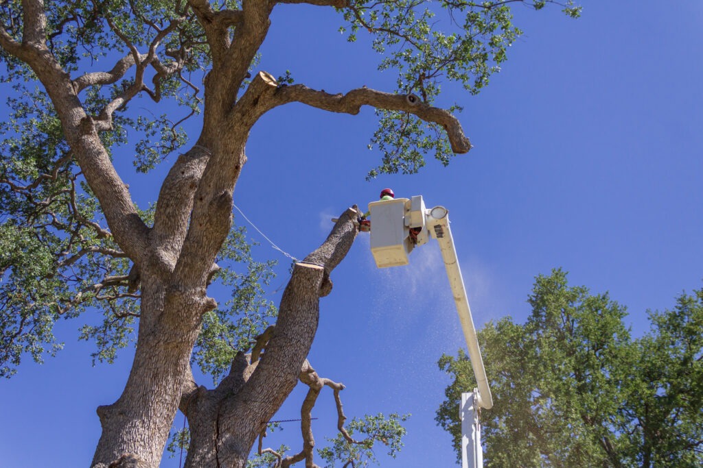 IMG 7072 - Tip Top Arborists