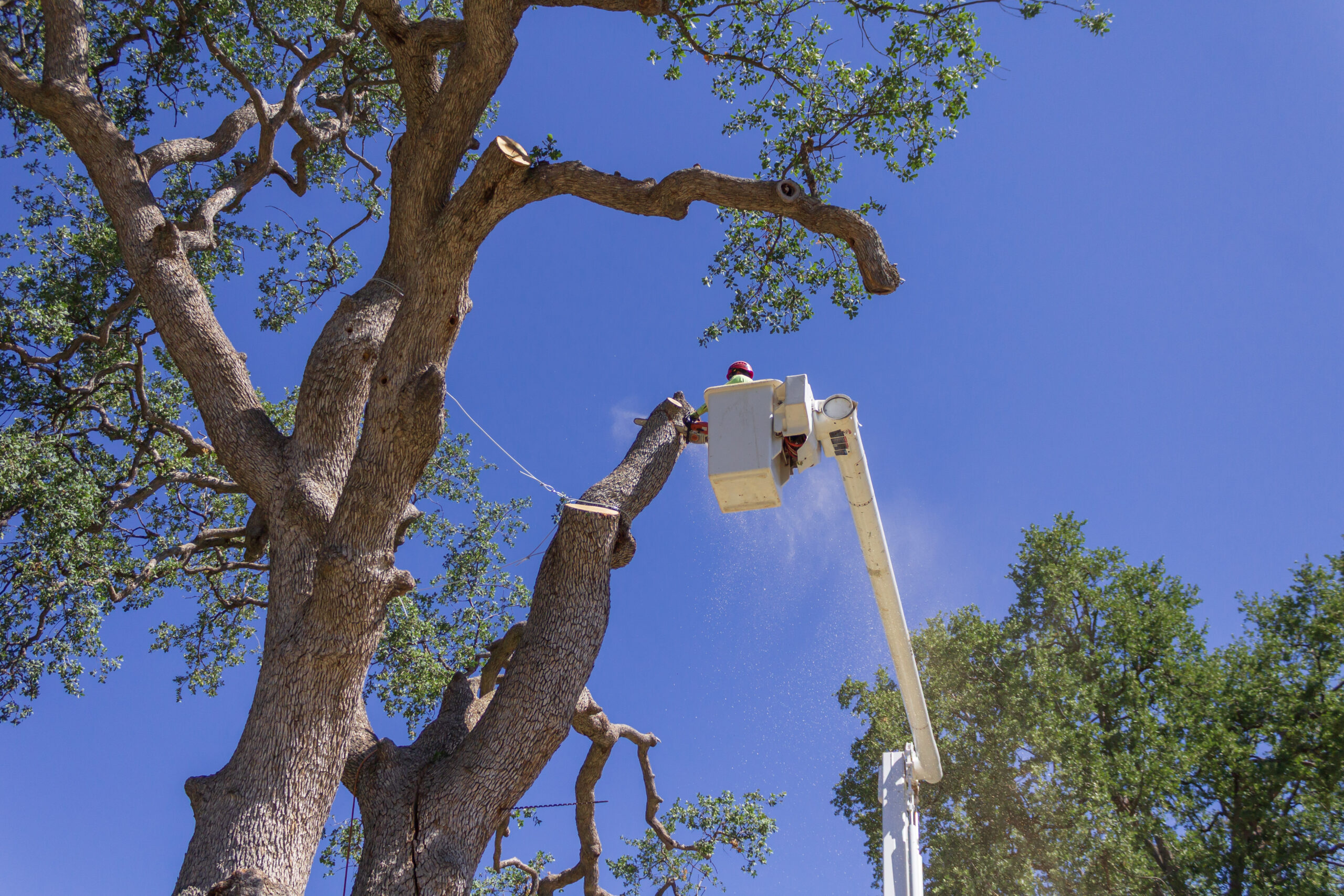 IMG 7072 scaled - Tip Top Arborists