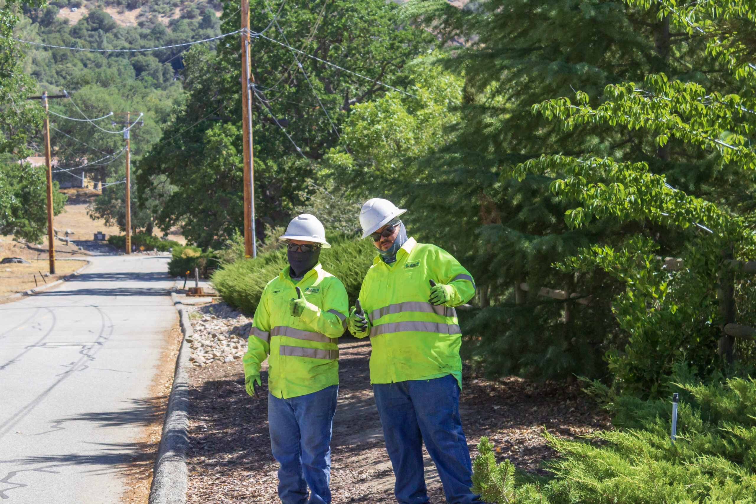 IMG 7076 scaled - Tip Top Arborists