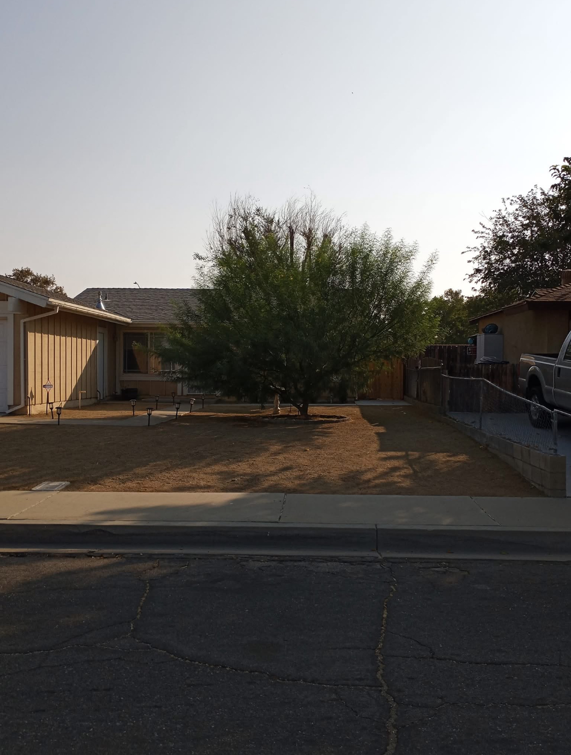 Professional crew performing tree pruning in Antelope Valley CA with clean cuts and organized worksite