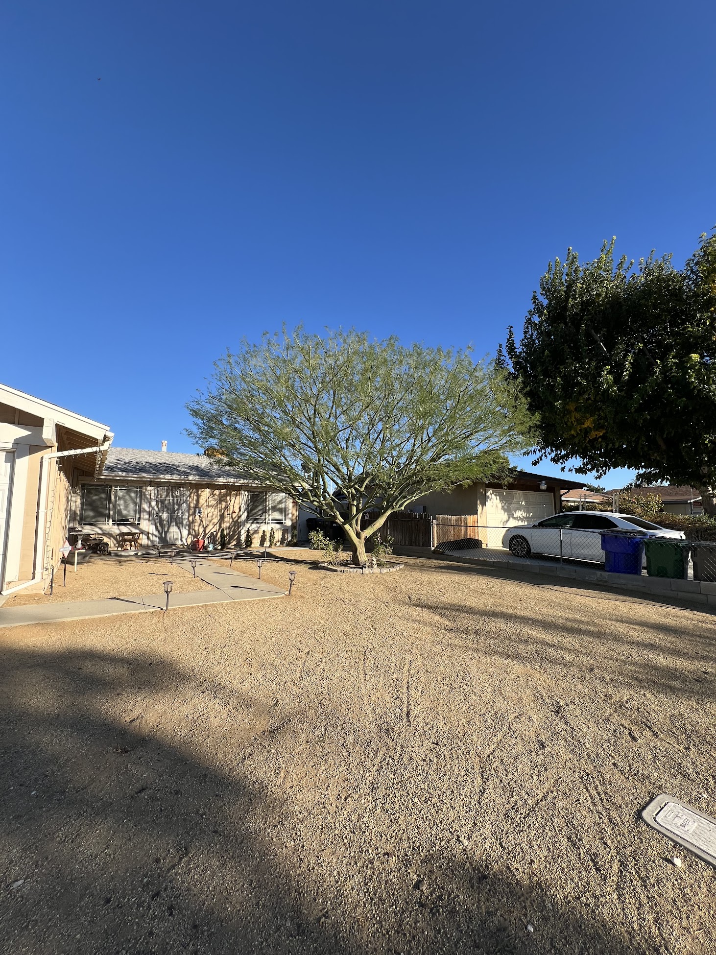 Tree trimming for two trees with a clean backyard and trimmed canopy in Antelope Valley