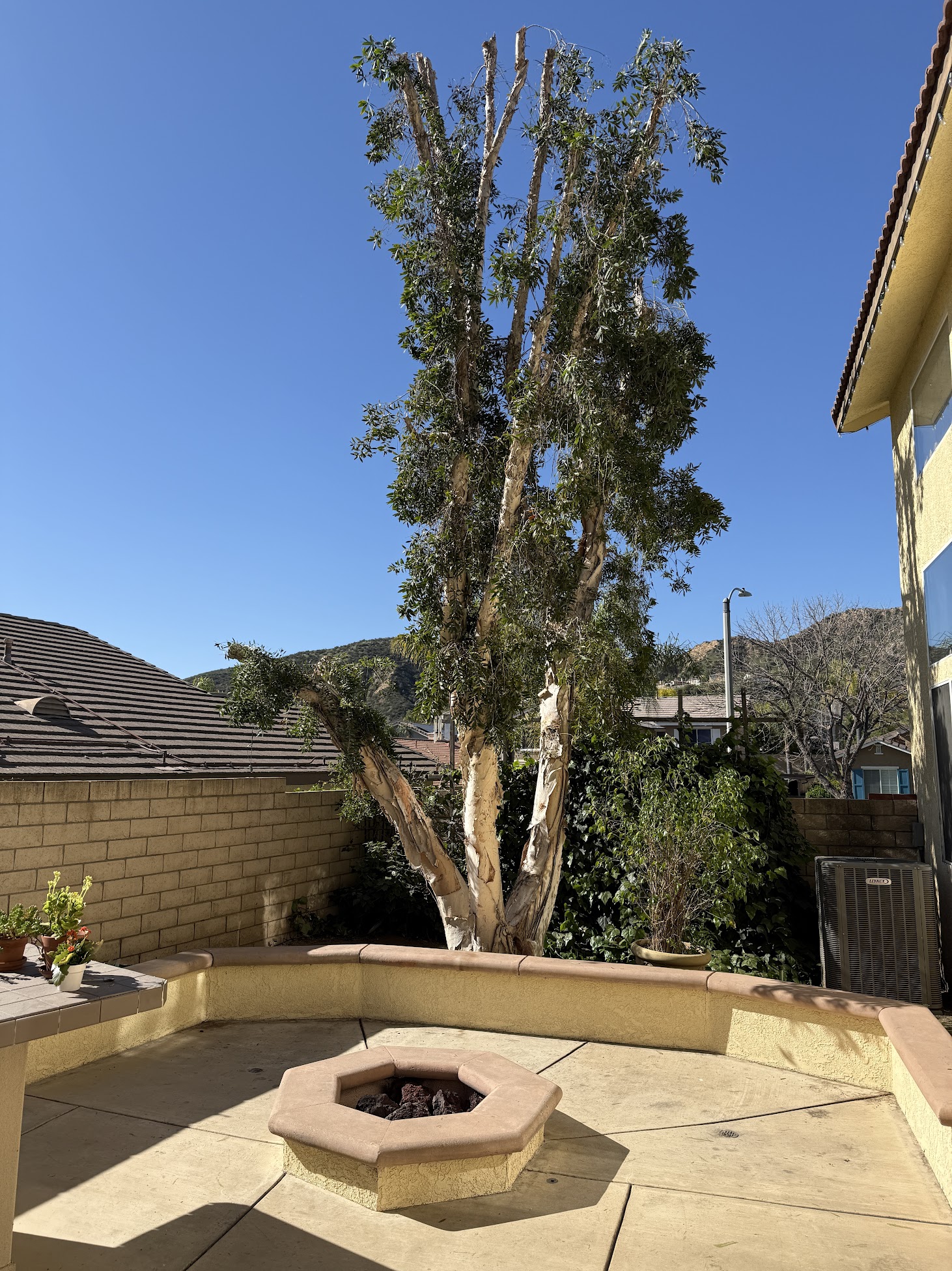 Crew completing repeat tree services in Antelope Valley including trimming, pruning, removal, and stump grinding with a clean yard.