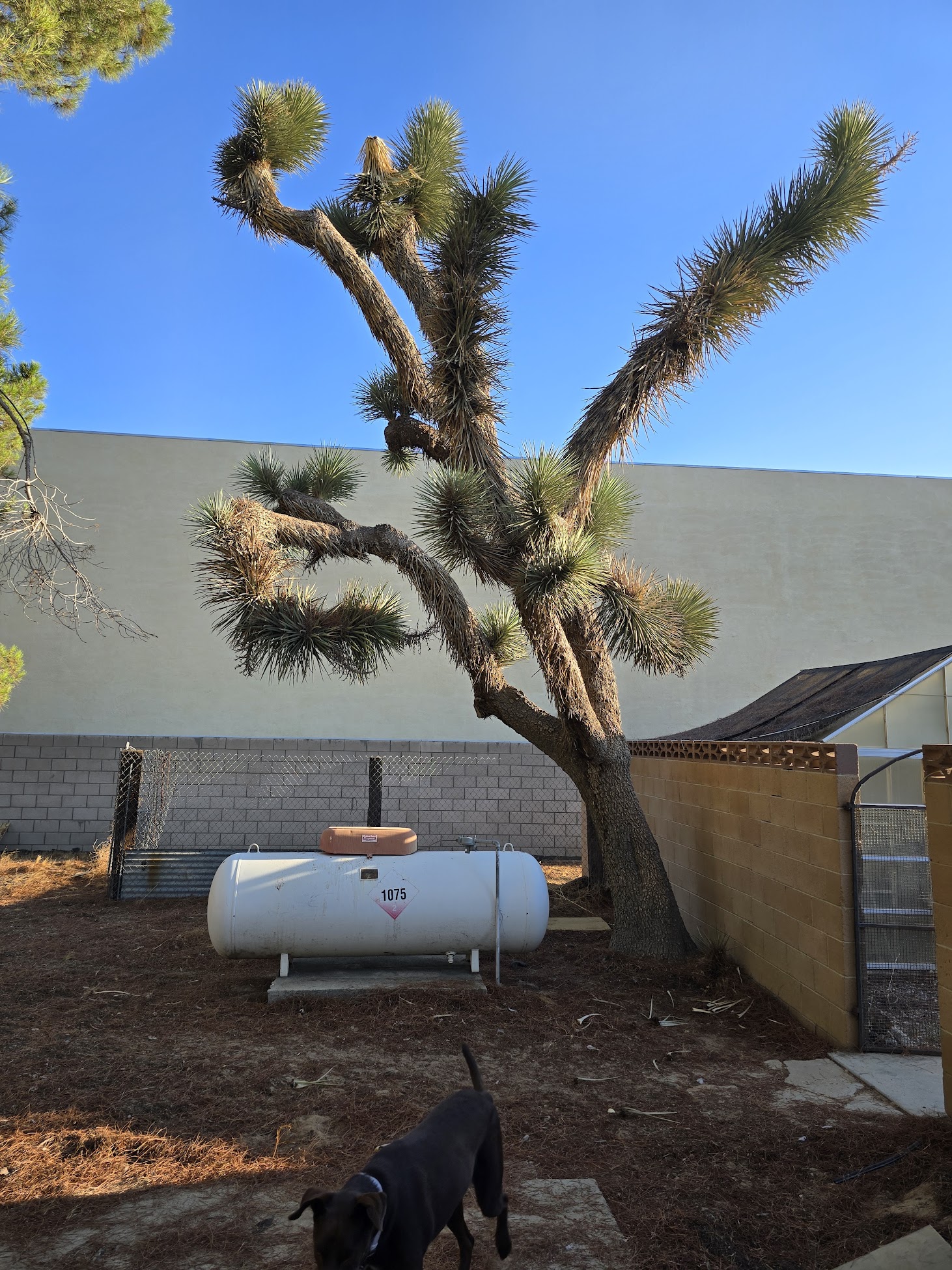 Crew performing permitted Joshua tree removal with protected work zone in Antelope Valley CA