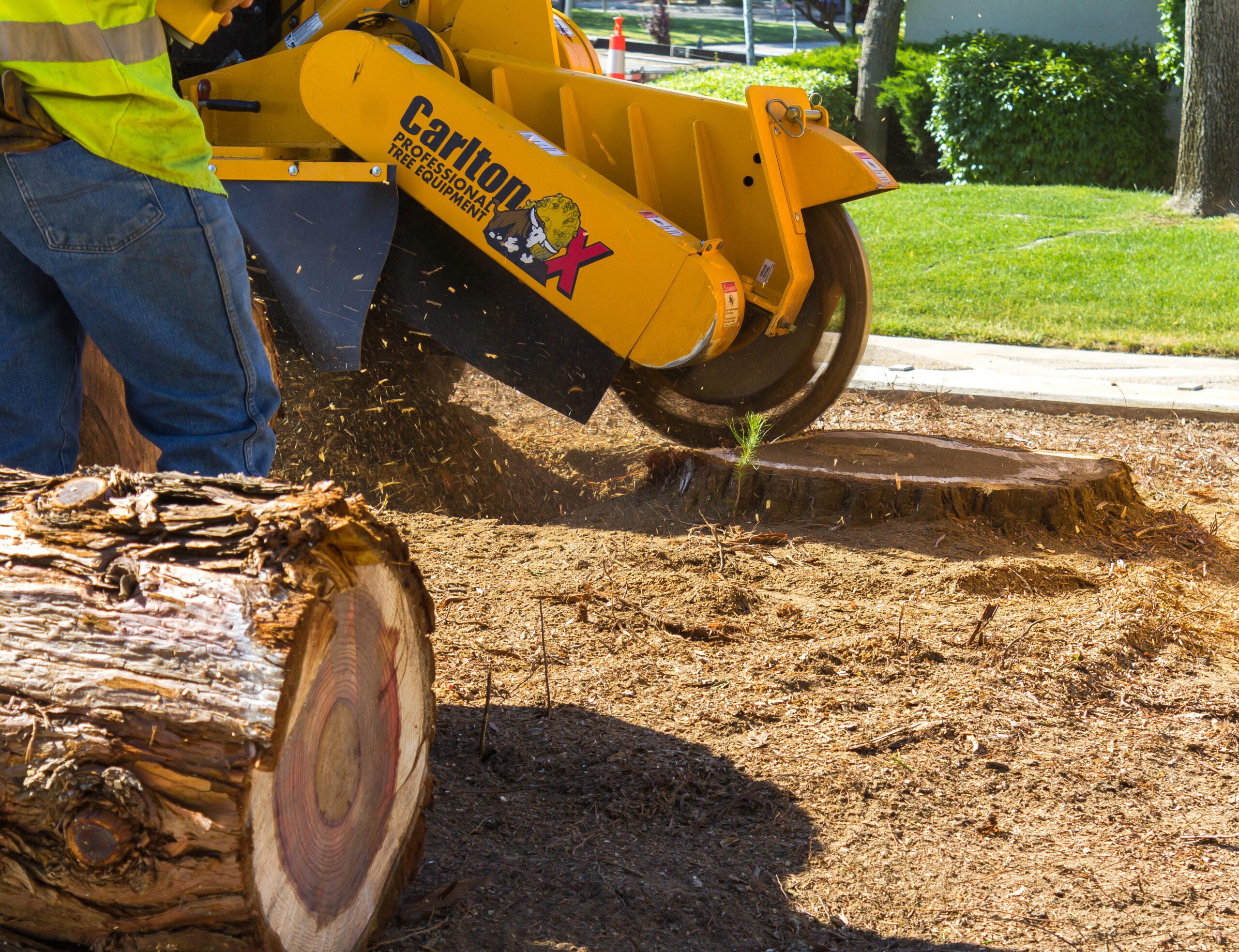 Tree stump being ground down.
