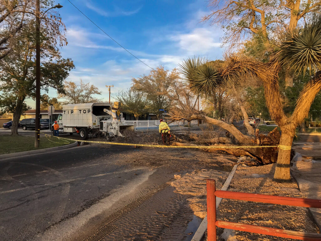 IMG 3127 - Tip Top Arborists