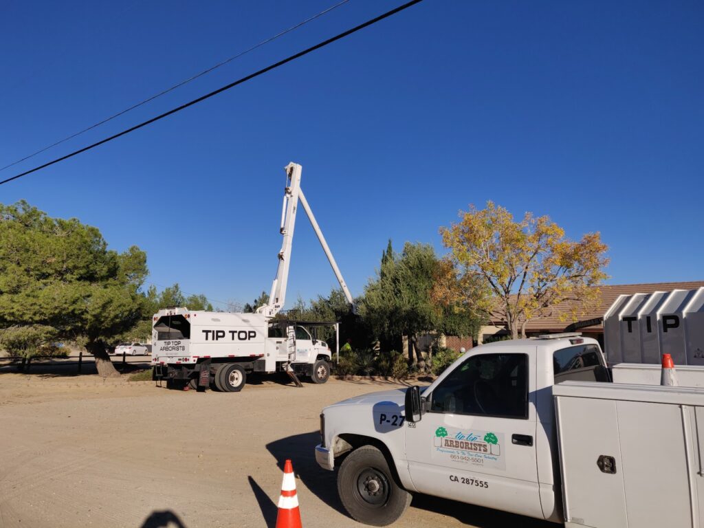 ihihih - Tip Top Arborists