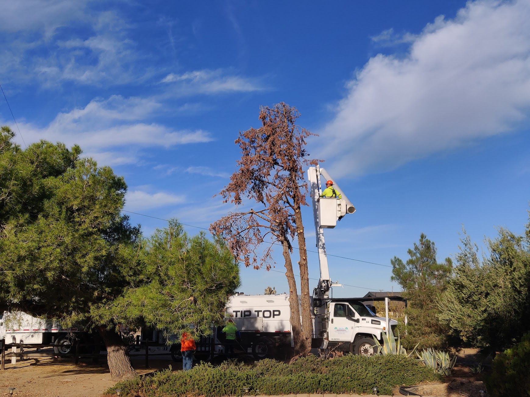 professional tree care crew pruning trees safely in Antelope Valley CA