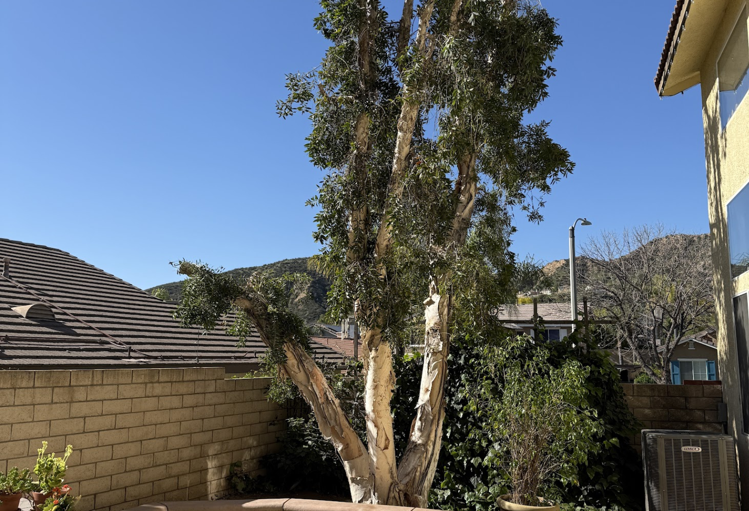 Tree services in Lancaster CA by Tip Top Arborists at a residential property