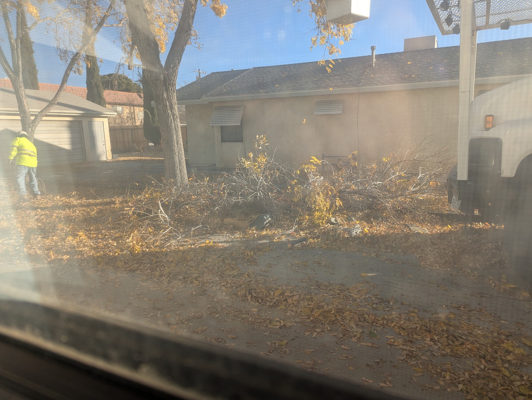 Rotten tree removal in Antelope Valley CA with arborist crew removing backyard tree safely