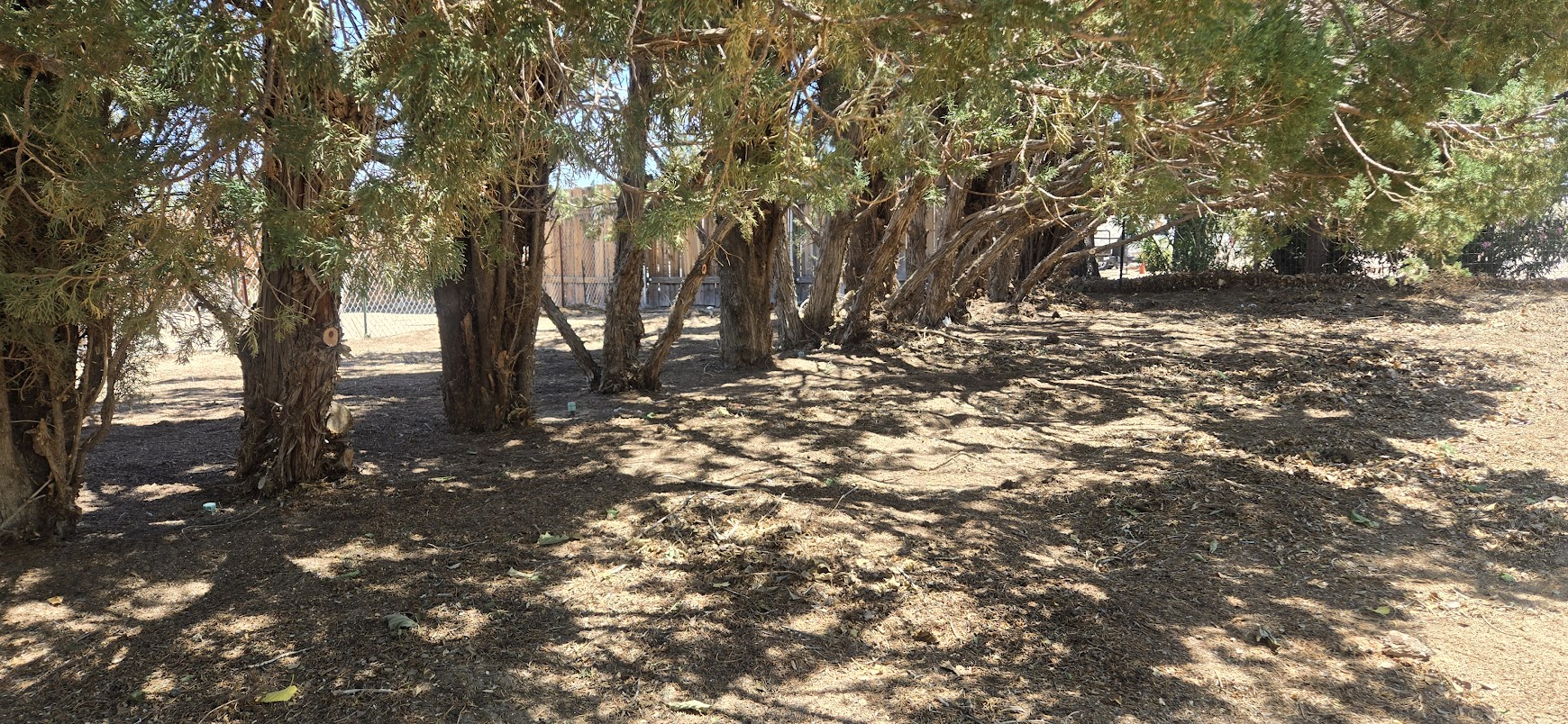 repeat tree removal service Antelope Valley CA with professional crew and clean worksite