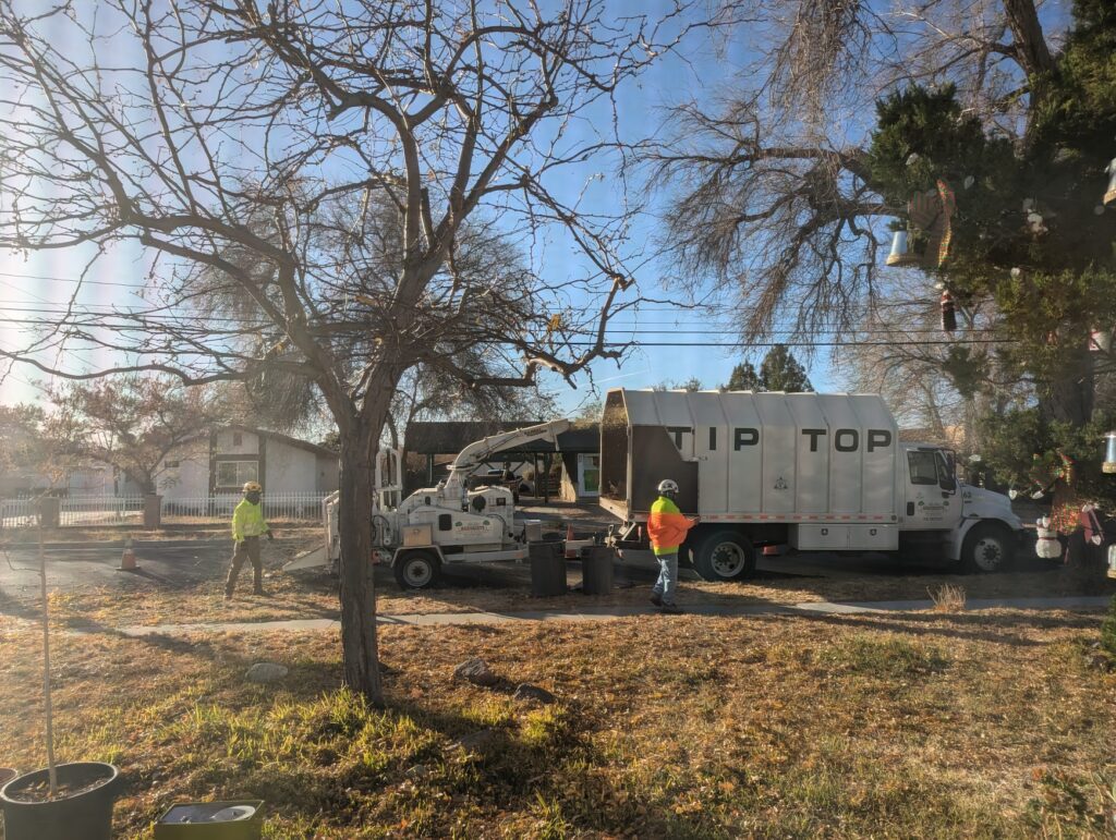 Elm tree trimming for RV access Antelope Valley with arborist crew shaping large mature trees