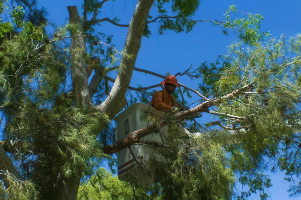 Tree Trimming in Palmdale with a bucket truck as an arborist prunes high branches safely.