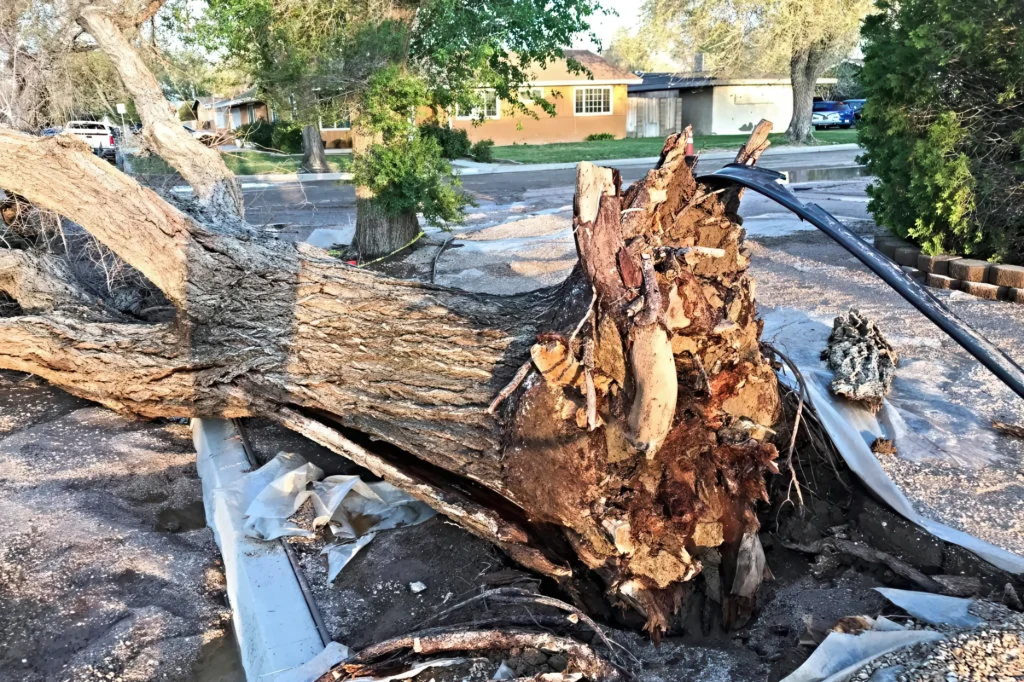 Tree removal in Lancaster after a storm as a large uprooted tree blocks a residential street.