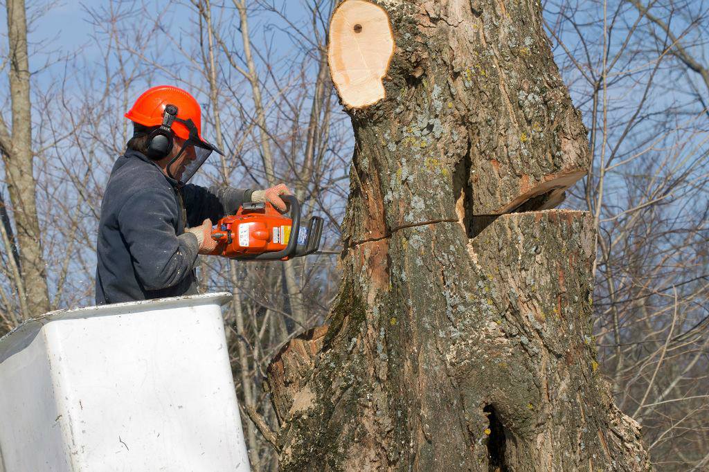 Expert Tree Removal Palmdale CA: Your Trusted & Safe Solution Since 1976 1 Arborist cutting a large tree trunk during tree removal Palmdale CA service