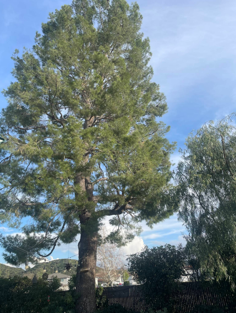 unnamed 1 1 - Tip Top Arborists