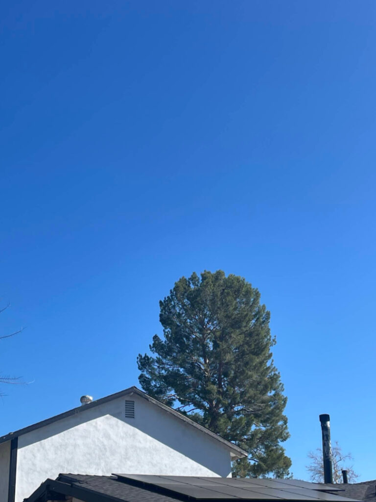 unnamed 2 - Tip Top Arborists