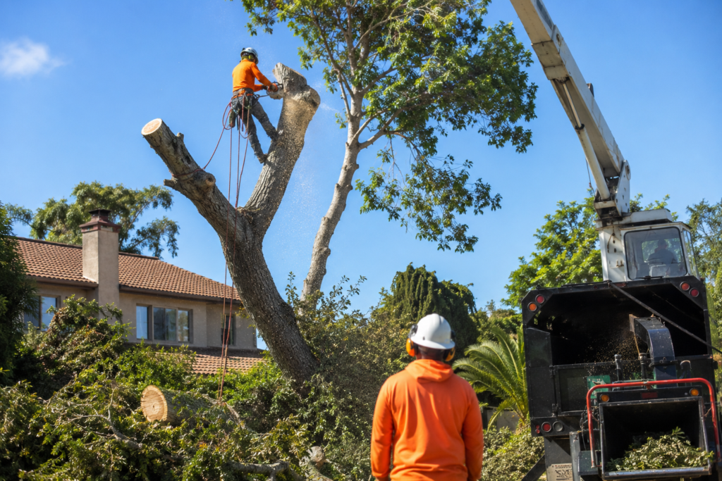 tree removal Santa Clarita crew safely removing large residential tree near home in Santa Clarita Valley