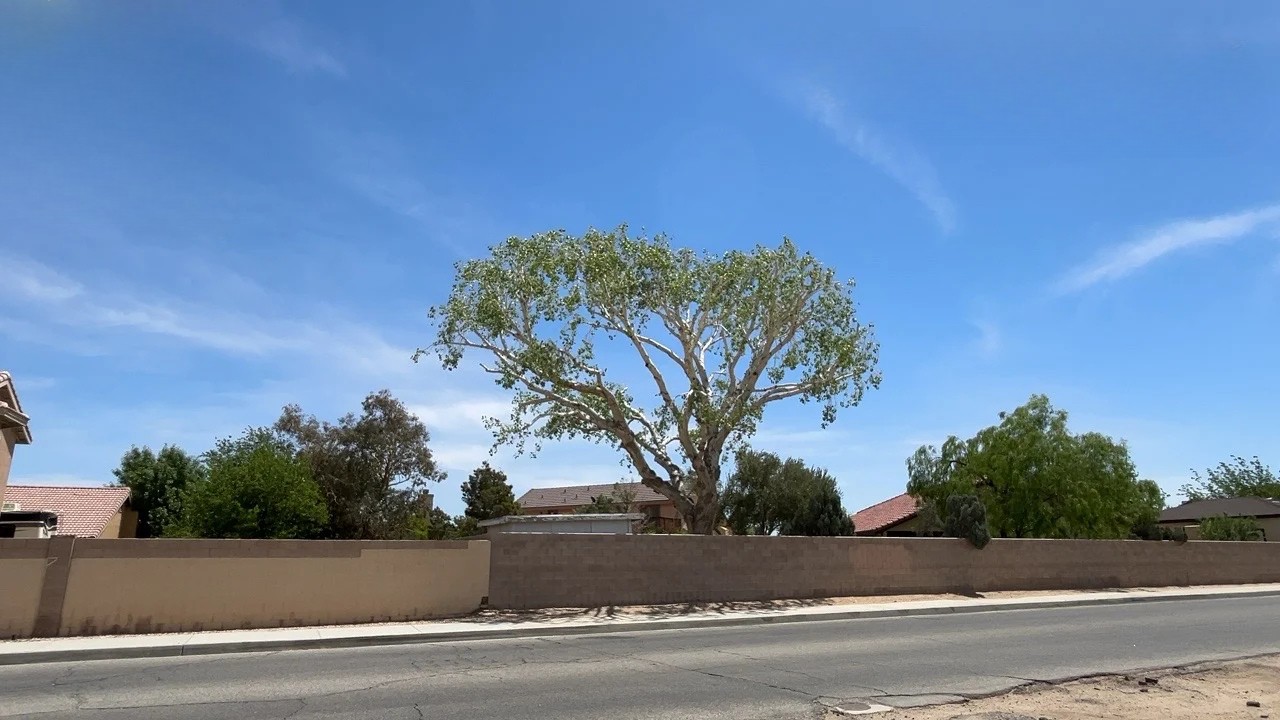 45674337 519a 4af5 8bc3 5803577dc610 - Tip Top Arborists