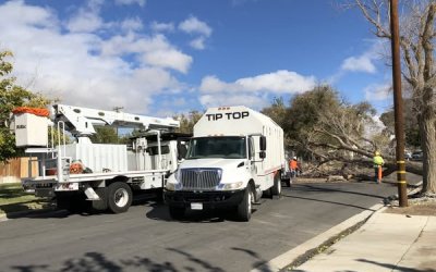 Emergency Coast Live Oak Removal | A Tip Top Arborists Case Study in Santa Clarita