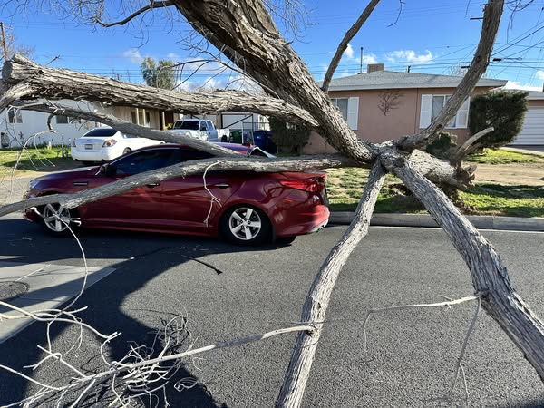 Emergency Fallen Tree Removal Lancaster CA – 24/7 Vehicle Damage Response