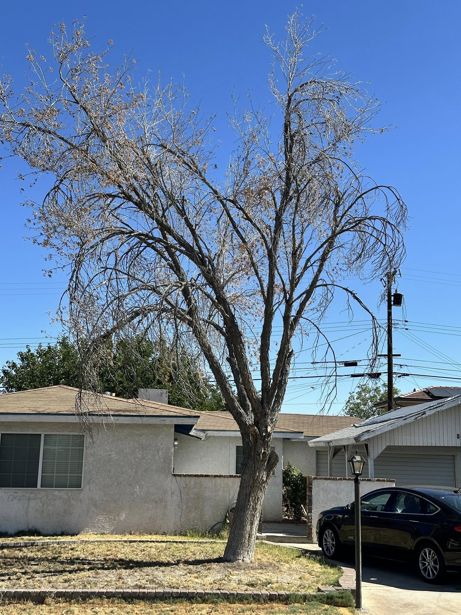 dead tree removal- Dying tree with sparse brown leaves in front yard of California home