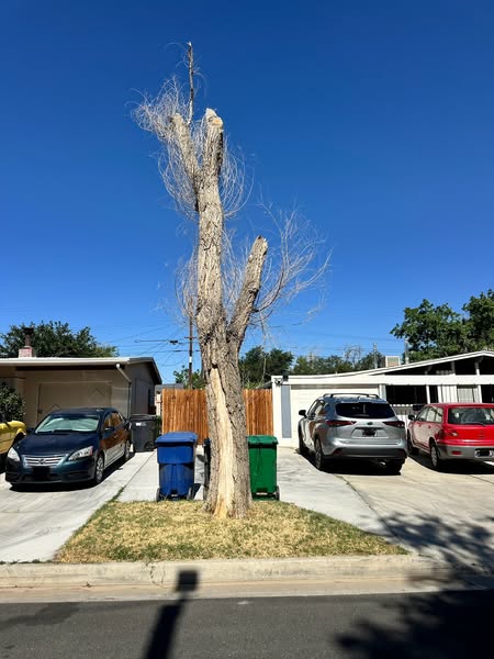 Can My Neighbor Cut Down My Tree Without Permission?