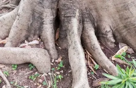 Are There Dangers In Cutting Tree Roots?
