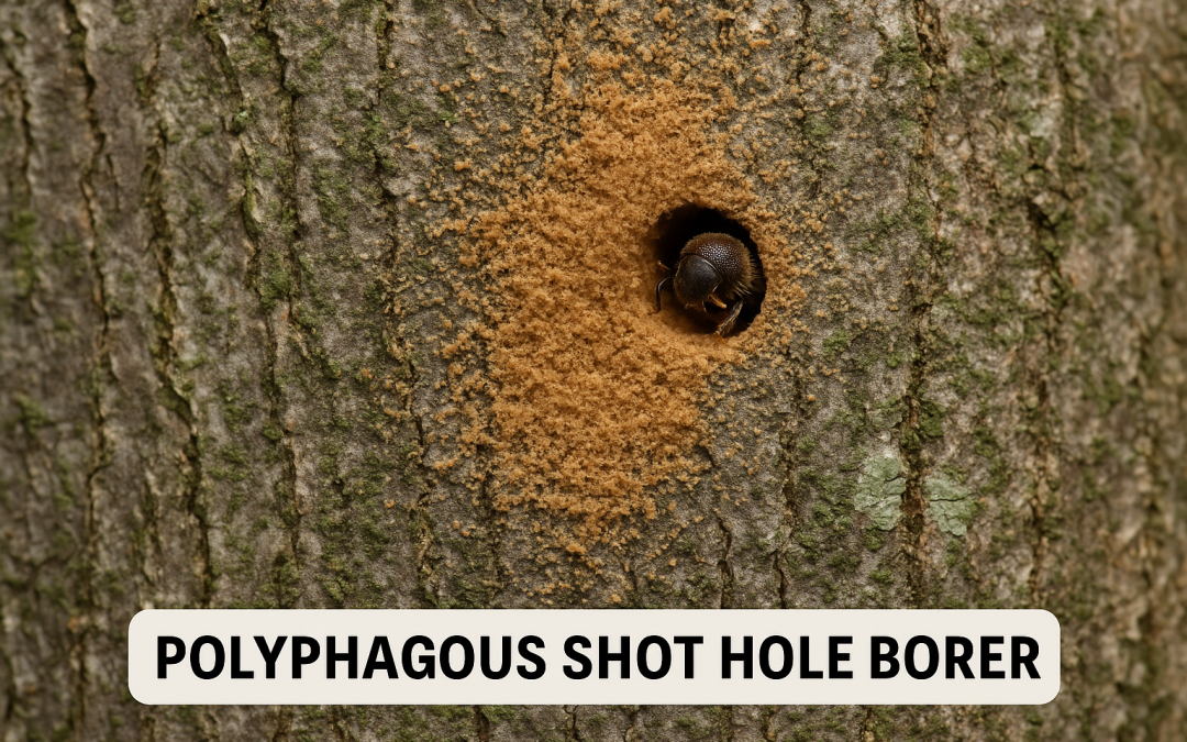 Tree Fungal Infections Lancaster CA: Identify & Treat Fast