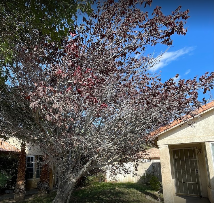 Fruit Tree Care, Fruit Tree Health