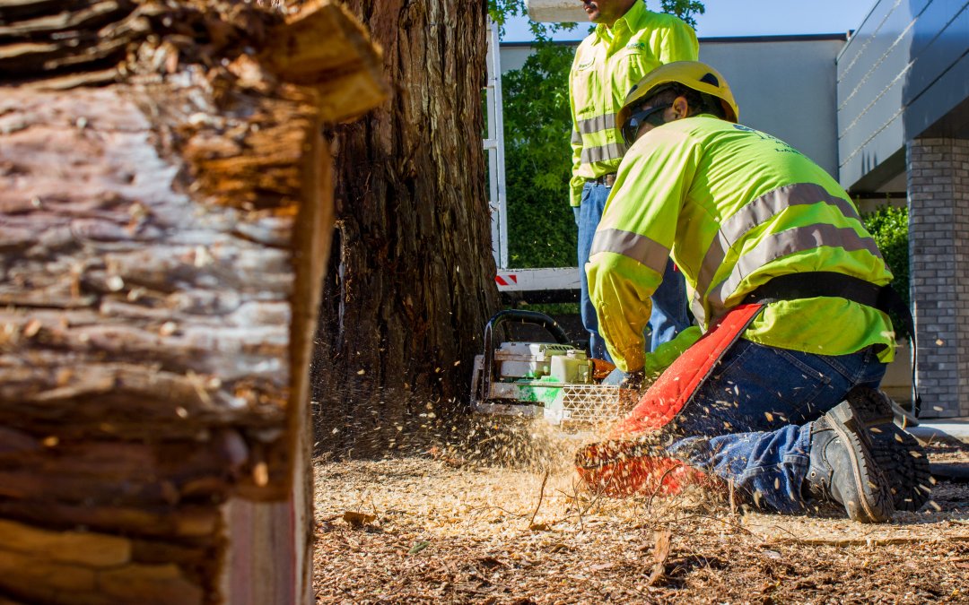 Essential Guide to Safe Tree Removal in Palmdale