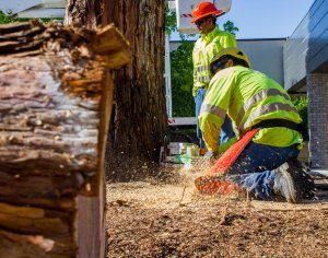 Tree removal crew cutting down a tree with chainsaw, wearing safety gear and high-visibility clothing
