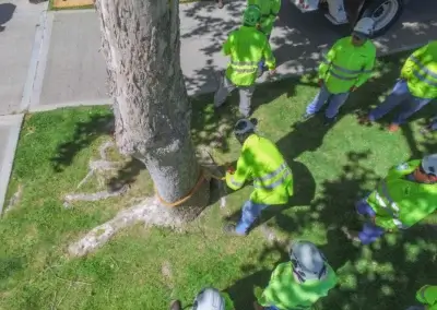 DJI 0008 - Tip Top Arborists