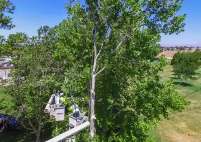 DJI 0023 - Tip Top Arborists