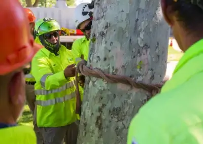 IMG 1298 - Tip Top Arborists